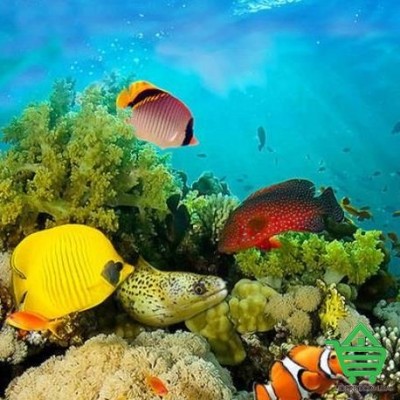 Купить Флизелиновые фотообои Wizard & Genius 4-860 Морские кораллы, 366х127 см Отделочные материалы