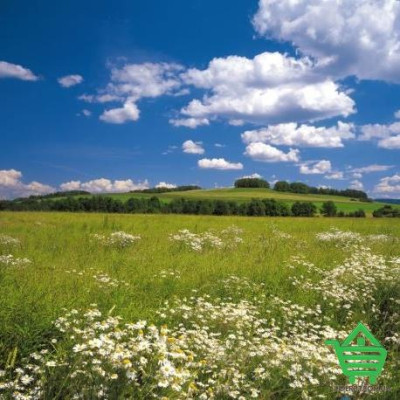 Купить Фотообои Komar 8-254 Meadow, 368х254 см Отделочные материалы