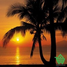 Фотообои Komar 8-255 Palmy Beach Sunrise, 368х254 см