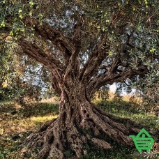 Фотообои Komar 8-531 Olive Tree, 368х254 см