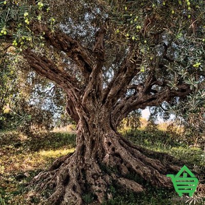 Купить Фотообои Komar 8-531 Olive Tree, 368х254 см Отделочные материалы