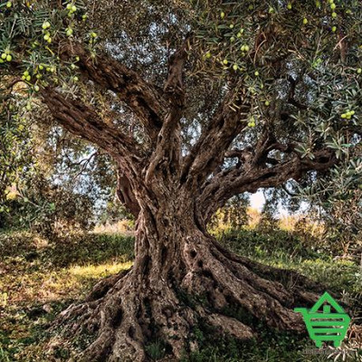 Фотообои Komar 8-531 Olive Tree, 368х254 см Купить Фотообои Komar 8-531 Olive Tree, 368х254 см Отделочные материалы