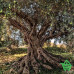 Фотообои Komar 8-531 Olive Tree, 368х254 см Купить Фотообои Komar 8-531 Olive Tree, 368х254 см Отделочные материалы
