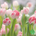 Купить Фотообои Komar 8-708 Secret Garden, 368х254 см Отделочные материалы