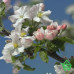 Фотообои Komar 8-735 Primavera, 368х254 см Купить Фотообои Komar 8-735 Primavera, 368х254 см Отделочные материалы