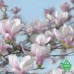 Купить Фотообои Komar 8-738 Magnolia, 368х254 см Отделочные материалы