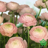Фотообои Komar 8-894 Gentle Rose, 368х254 см