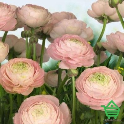 Купить Фотообои Komar 8-894 Gentle Rose, 368х254 см Отделочные материалы