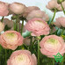 Купить Фотообои Komar 8-894 Gentle Rose, 368х254 см Отделочные материалы