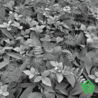 Фотообои Komar 8-914 Forest Floor, 368х254 см