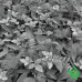 Купить Фотообои Komar 8-914 Forest Floor, 368х254 см Отделочные материалы