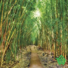 Фотообои Komar 8-935 Bamboo, 368х254 см