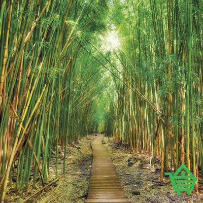 Купить Фотообои Komar 8-935 Bamboo, 368х254 см Отделочные материалы