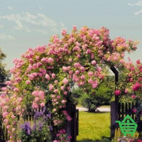 Фотообои Komar 8-936 Rose Garden, 368х254 см