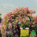 Купить Фотообои Komar 8-936 Rose Garden, 368х254 см Отделочные материалы