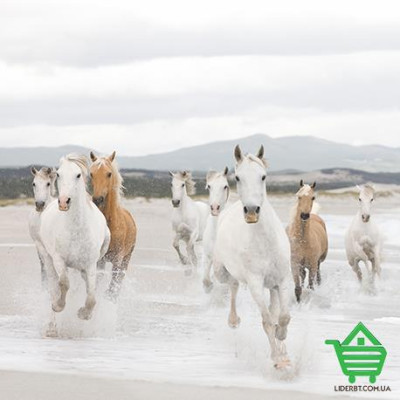 Купить Фотообои Komar 8-986 White Horses, 368х254 см Отделочные материалы