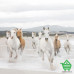 Купить Фотообои Komar 8-986 White Horses, 368х254 см Отделочные материалы