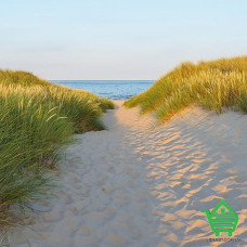 Купить Фотообои Komar на бумажной основе Sandy Path 8-995, 368х254 см Отделочные материалы