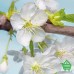 Купить Фотообои Komar на флизелиновой основе 2-XXL2-033 Blossom, 184х248 см Отделочные материалы