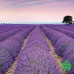 Купить Фотообои Komar на флизелиновой основе 4-XXL4-036 Provence, 368х248 см Отделочные материалы