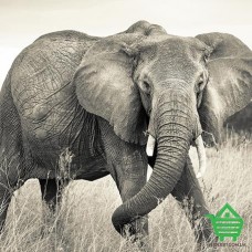 Фотообои Komar на флизелиновой основе XXL4-529 Elephant, 368х248 см