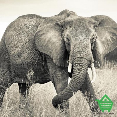 Купить Фотообои Komar на флизелиновой основе XXL4-529 Elephant, 368х248 см Отделочные материалы