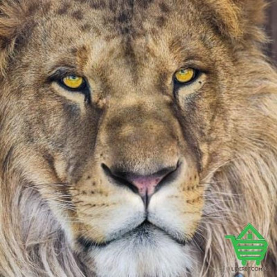 Купить Фотообои Komar National Geographic 1-619 Lion, 127х184 см Отделочные материалы