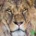 Купить Фотообои Komar National Geographic 1-619 Lion, 127х184 см Отделочные материалы