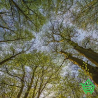 Фотообои Komar National Geographic 4-522 Canopy, 184х254 см