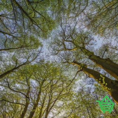 Купить Фотообои Komar National Geographic 4-522 Canopy, 184х254 см Отделочные материалы
