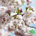 Купить Фотообои Komar National Geographic 8-507 Spring, 368х254 см Отделочные материалы