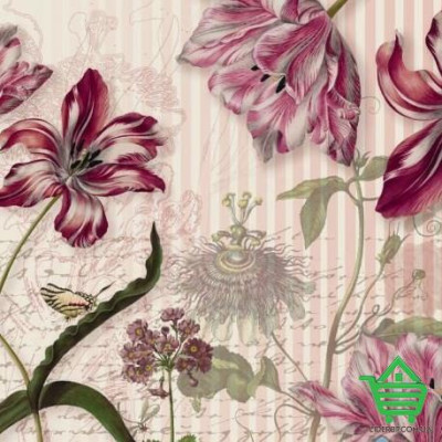 Купить Фотообои Komar National Geographic 8-510 Merian, 368х254 см Отделочные материалы