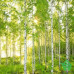 Купить Фотообои Komar National Geographic 8-519 Sunday, 368х254 см Отделочные материалы