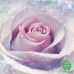 Купить Фотообои на флизелиновой основе Komar 2-XXL2-020 Delicate Rose, 184х248 см Отделочные материалы
