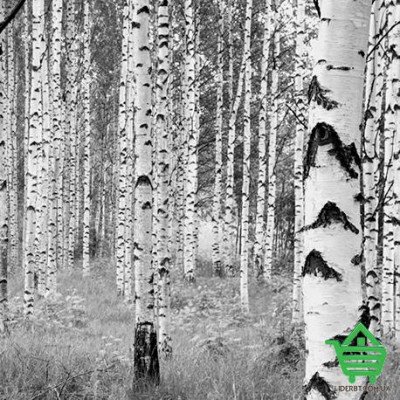 Фотообои на флизелиновой основе Komar XXL4-023 Woods, 368х248 см Купить Фотообои на флизелиновой основе Komar XXL4-023 Woods, 368х248 см Отделочные материалы