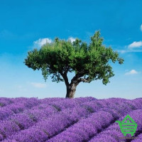 Фотообои Wizard & Genius 4 00309 Provence, 183х254 см