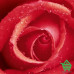 Купить Фотообои Wizard & Genius 4 00368 Rose, 183х254 см Отделочные материалы