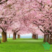 Купить Фотообои Wizard & Genius 4 00385 Cherry Trees, 183х254 см Отделочные материалы