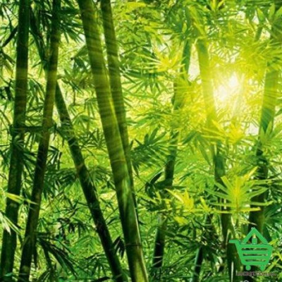 Купить Фотообои Wizard & Genius 8 00123 Bamboo Forest, 366х254 см Отделочные материалы
