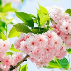 Фотообои Wizard & Genius 8 00133 Sakura Blossom, 366х254 см