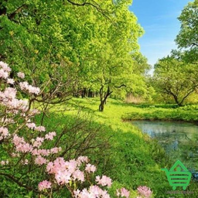 Купить Фотообои Wizard & Genius 8 00136 Park In The Spring, 366х254 см Отделочные материалы
