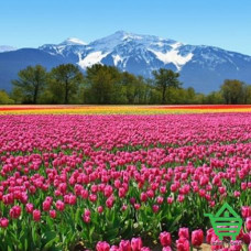 Фотообои Wizard & Genius 8 00137 Tulips, 366х254 см
