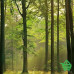 Купить Фотообои Wizard & Genius 8 00216 Autumn Forest, 366х254 см Отделочные материалы