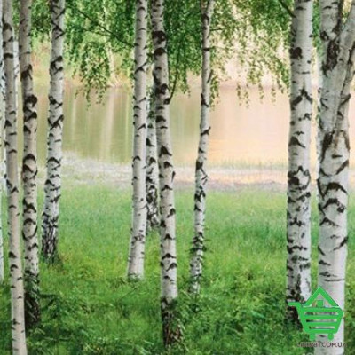 Купить Фотообои Wizard & Genius 8 00290 Nordic Forest, 366х254 см Отделочные материалы